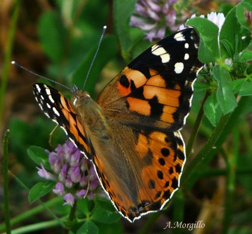 vanessa cardui